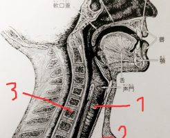 お腹に力を入れて吐く の誤解 息の通り道と流れを知ろう